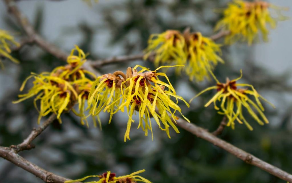 How to Make a Natural Astringent Witch Hazel Toner DIY That Actually Works (Without Drying Your Skin to Dust)