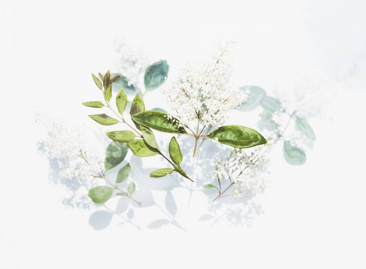 Infographic showing composition differences between pure distilled witch hazel (alcohol-free) vs. commercial astringents containing 14-30% alcohol, highlighting tannin concentration and pH levels