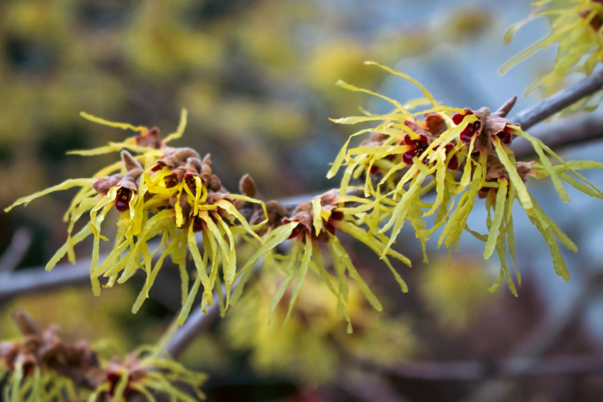 Is All Natural Witch Hazel Your Skin’s Missing Hero? Here’s What Dermatologists (and My Pores) Wish You Knew