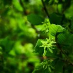 Is Witch Hazel a Good Toner? The Truth Skincare Experts Aren’t Shouting Loud Enough