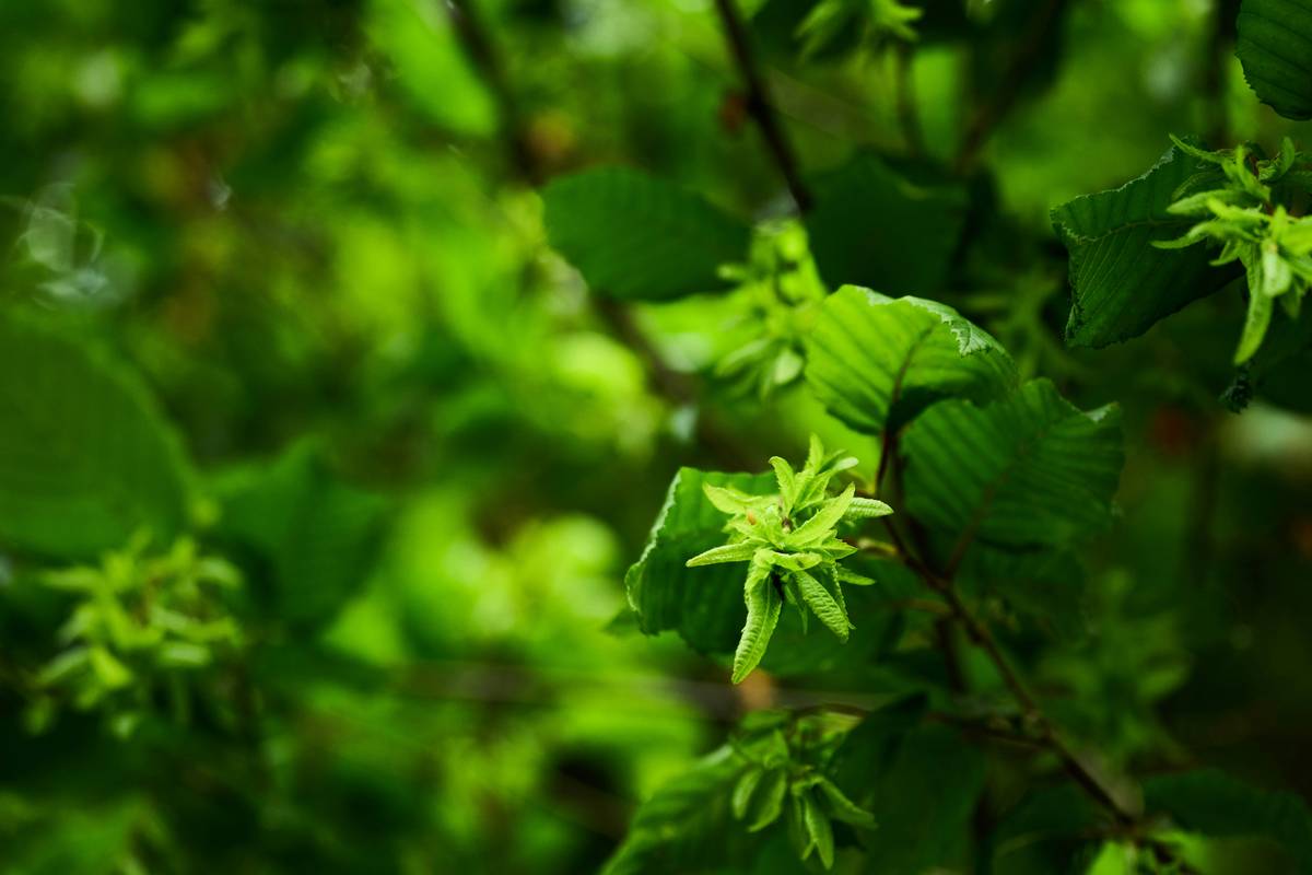 Is Witch Hazel a Good Toner? The Truth Skincare Experts Aren’t Shouting Loud Enough