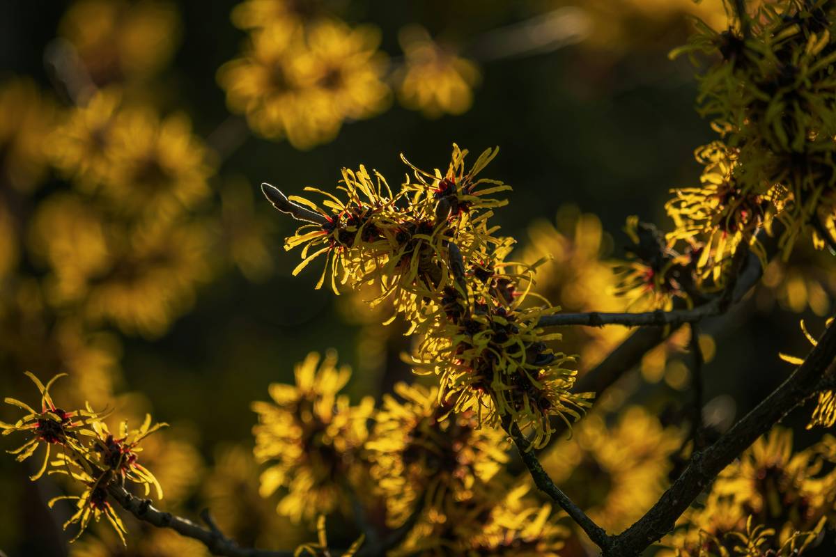 Is Witch Hazel Natural? The Truth Behind This Skincare Staple