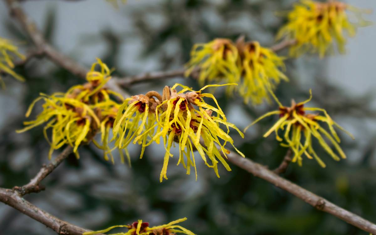 Witch Hazel for Acne Prone Skin: The Overhyped Remedy That Actually Works—If You Use It Right
