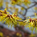 Thayers Witch Hazel Astringent: The Natural Toner That Actually Works (Without the Burn)