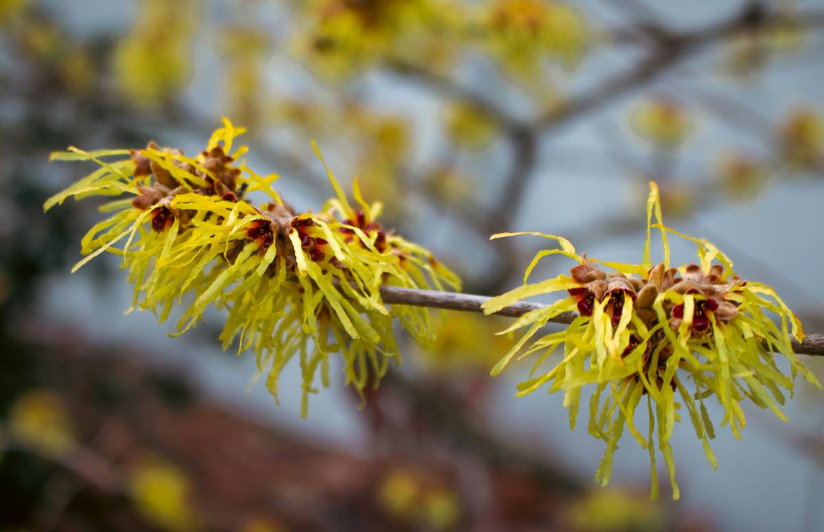 Thayers Witch Hazel Astringent: The Natural Toner That Actually Works (Without the Burn)