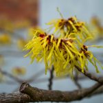 Nature S Oil Witch Hazel: 7 Proven Tips to Avoid Costly Skincare Mistakes