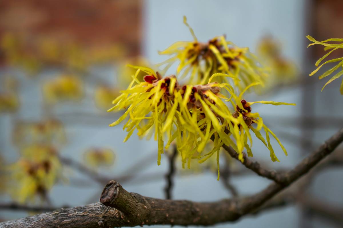 Nature S Oil Witch Hazel: 7 Proven Tips to Avoid Costly Skincare Mistakes