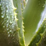 Toner with Witch Hazel: 7 Proven Tips to Avoid Costly Skincare Mistakes